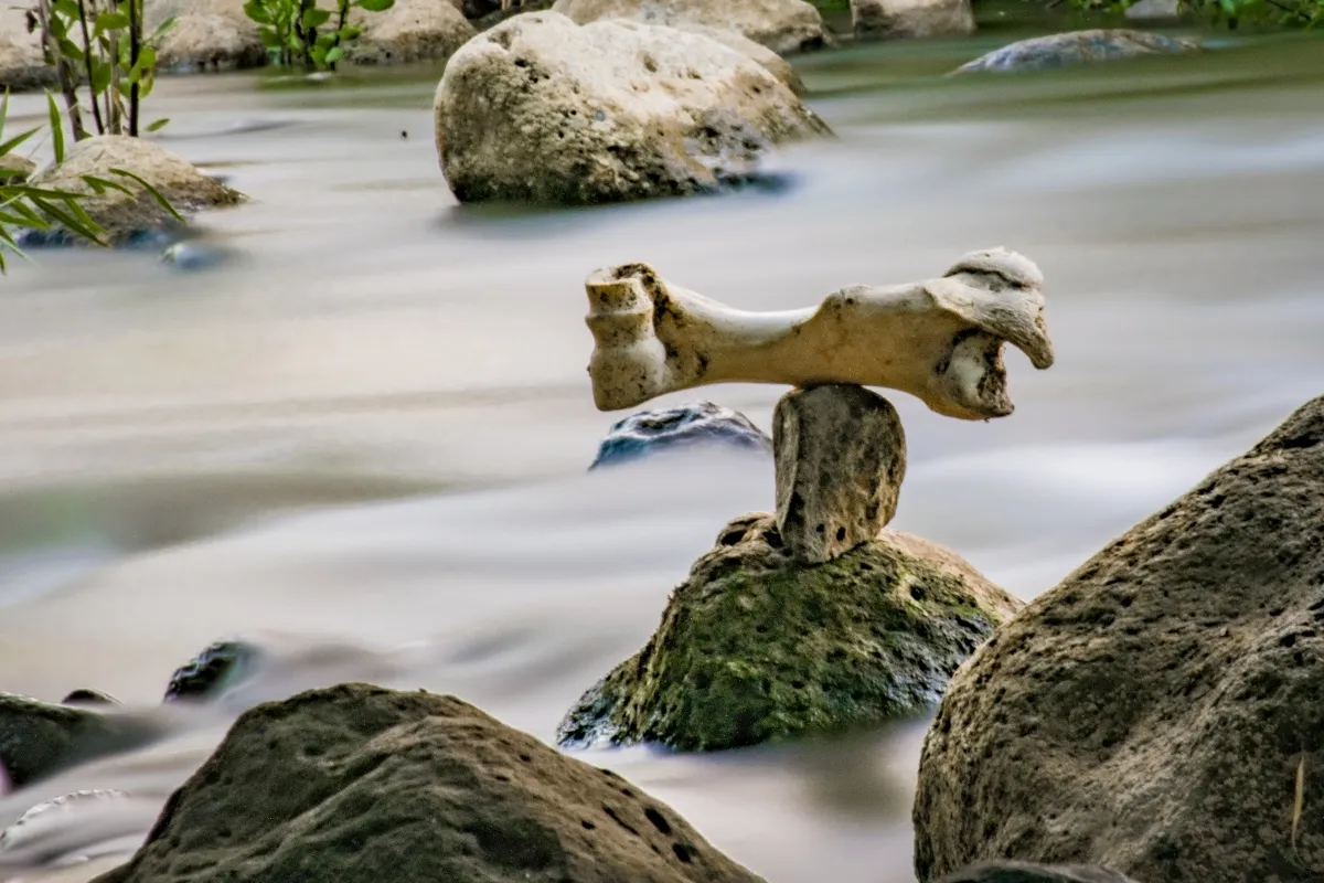 Animal bone balanced on a small stone in flowing water